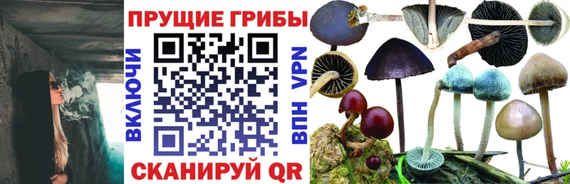 закладки  Севск  Галлюциногенные грибы Psilocybine cubensis 